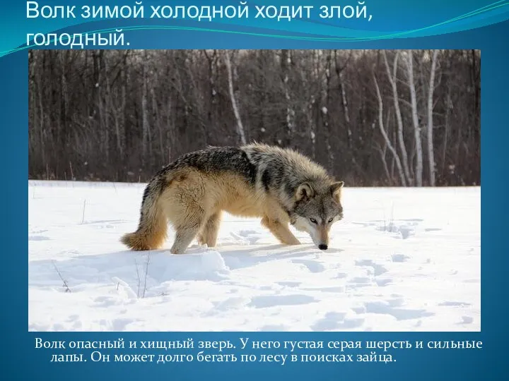 Волк зимой холодной ходит злой, голодный. Волк опасный и хищный