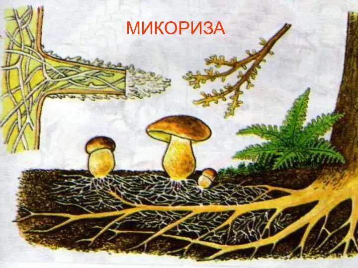 МИКОРИЗА