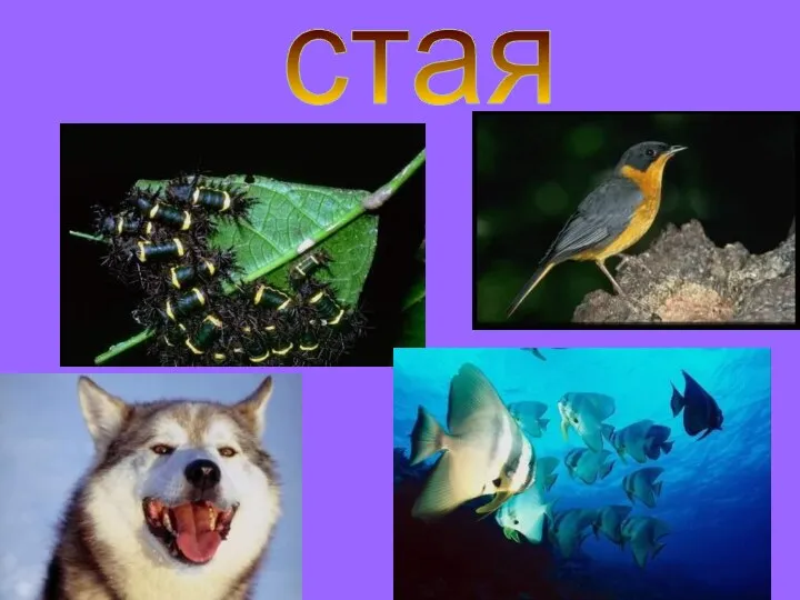 стая