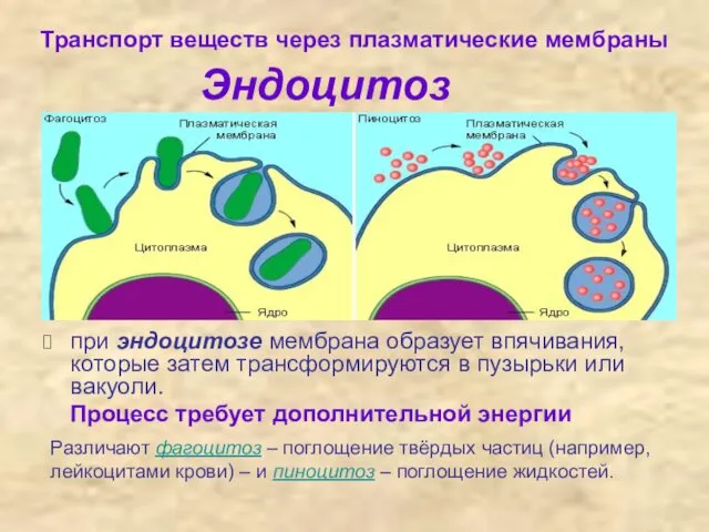 Транспорт веществ через плазматические мембраны Эндоцитоз Экзоцитоз при эндоцитозе мембрана