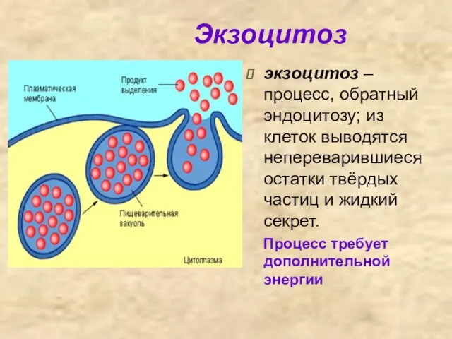 Экзоцитоз экзоцитоз – процесс, обратный эндоцитозу; из клеток выводятся непереварившиеся