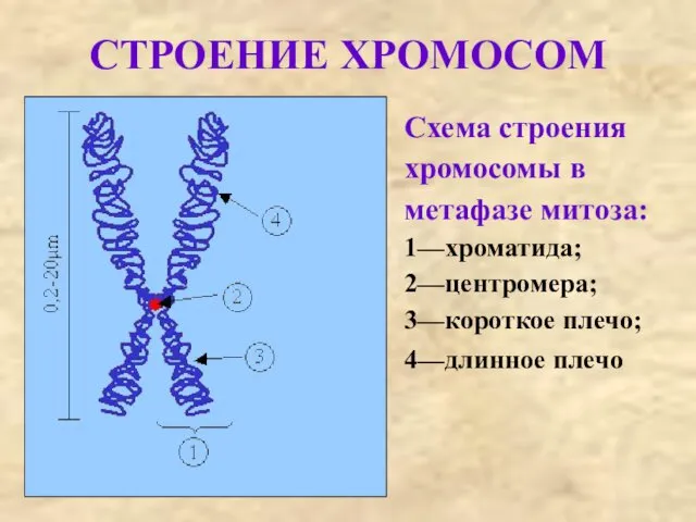 СТРОЕНИЕ ХРОМОСОМ Схема строения хромосомы в метафазе митоза: 1—хроматида; 2—центромера; 3—короткое плечо; 4—длинное плечо