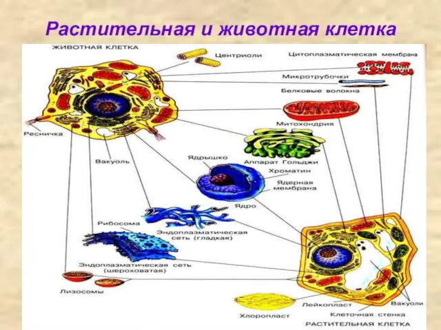 Растительная и животная клетка