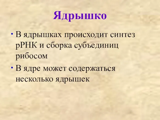 Ядрышко В ядрышках происходит синтез рРНК и сборка субъединиц рибосом В ядре может содержаться несколько ядрышек