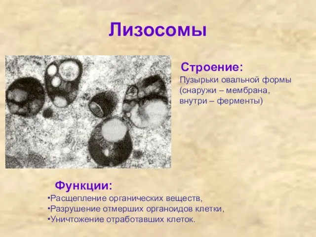 Лизосомы Строение: Пузырьки овальной формы (снаружи – мембрана, внутри –