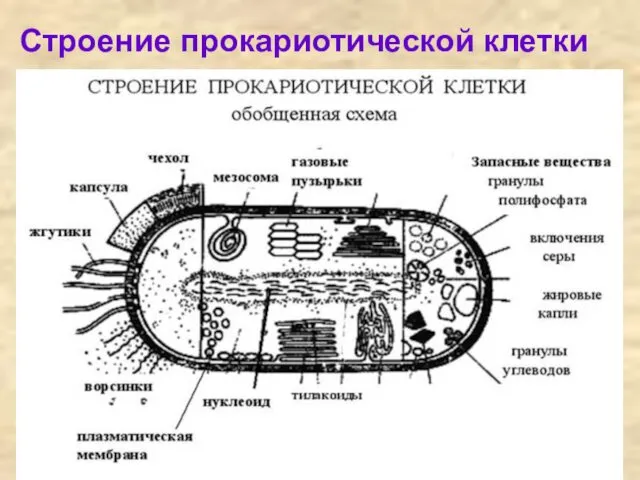 Строение прокариотической клетки