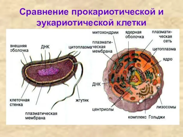 Сравнение прокариотической и эукариотической клетки