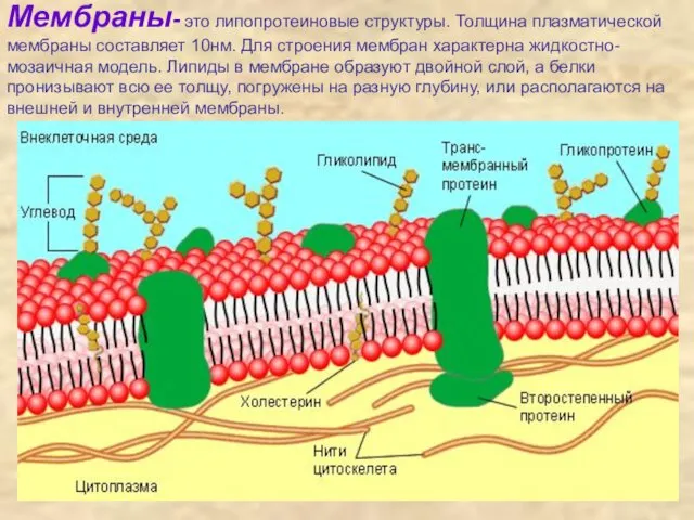 Мембраны- это липопротеиновые структуры. Толщина плазматической мембраны составляет 10нм. Для