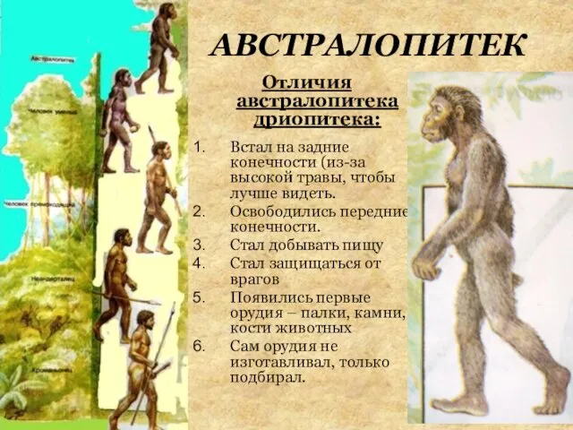 АВСТРАЛОПИТЕК Отличия австралопитека дриопитека: Встал на задние конечности (из-за высокой