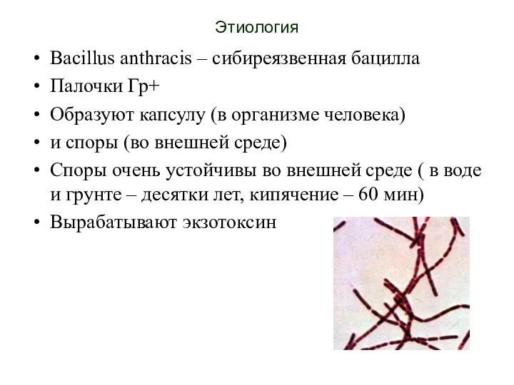 Этиология Bacillus anthracis – сибиреязвенная бацилла Палочки Гр+ Образуют капсулу (в организме человека)