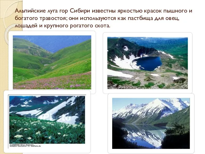 Альпийские луга гор Сибири известны яркостью красок пышного и богатого