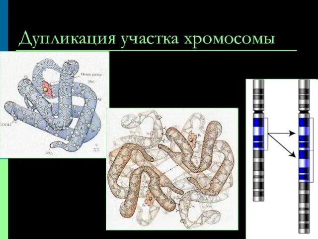 Дупликация участка хромосомы