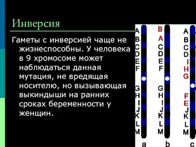 Инверсия Гаметы с инверсией чаще не жизнеспособны. У человека в