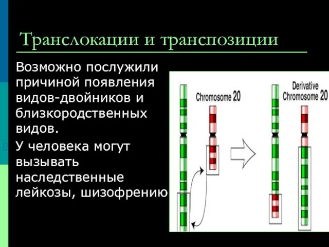 Транслокации и транспозиции Возможно послужили причиной появления видов-двойников и близкородственных