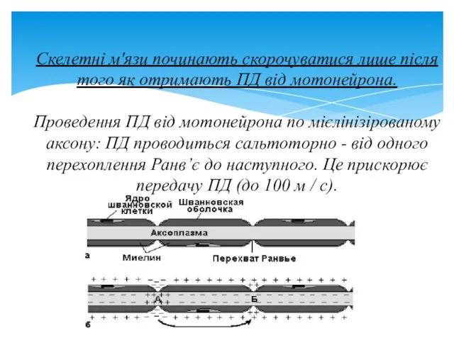 Скелетні м'язи починають скорочуватися лише після того як отримають ПД