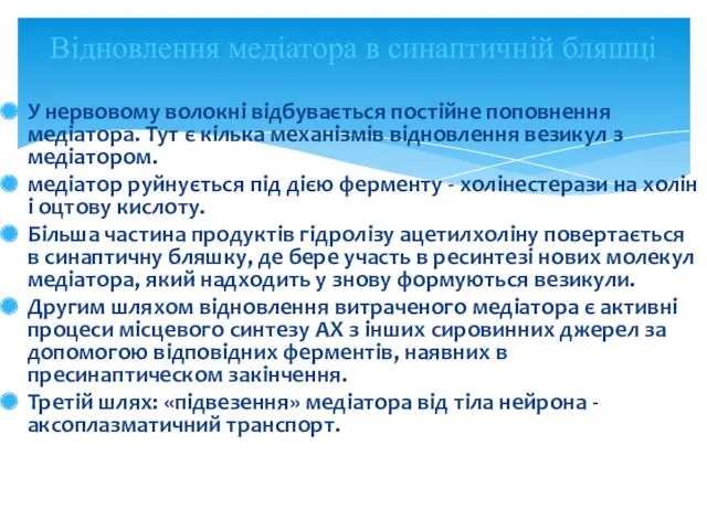 У нервовому волокні відбувається постійне поповнення медіатора. Тут є кілька