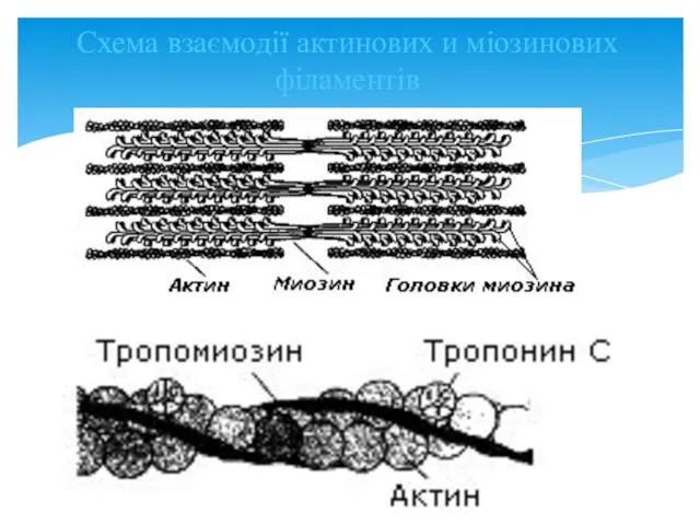 Схема взаємодії актинових и міозинових філаментів