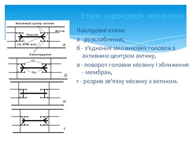 Етапи «крокової» механізму Послідовні етапи: а - розслаблення, б -