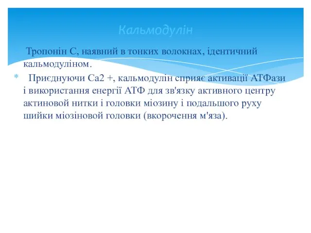 Тропонін С, наявний в тонких волокнах, ідентичний кальмодуліном. Приєднуючи Са2