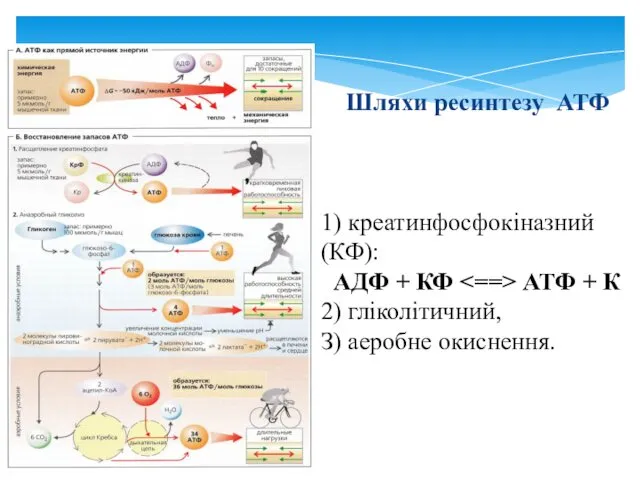 Шляхи ресинтезу АТФ 1) креатинфосфокіназний (КФ): АДФ + КФ АТФ