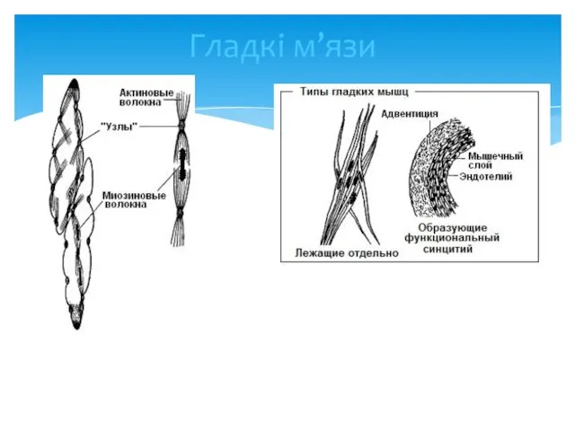 Гладкі м’язи