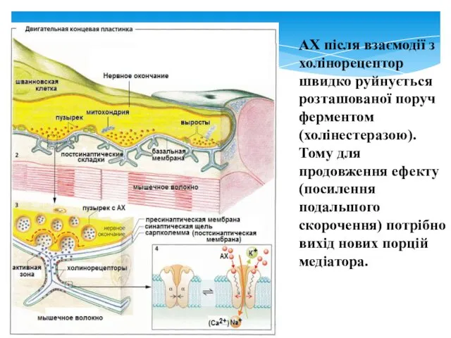 АХ після взаємодії з холінорецептор швидко руйнується розташованої поруч ферментом