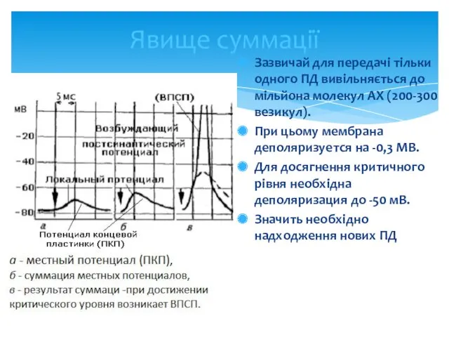 Явище суммації Зазвичай для передачі тільки одного ПД вивільняється до