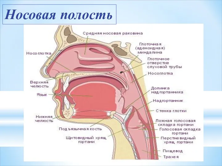 Носовая полость