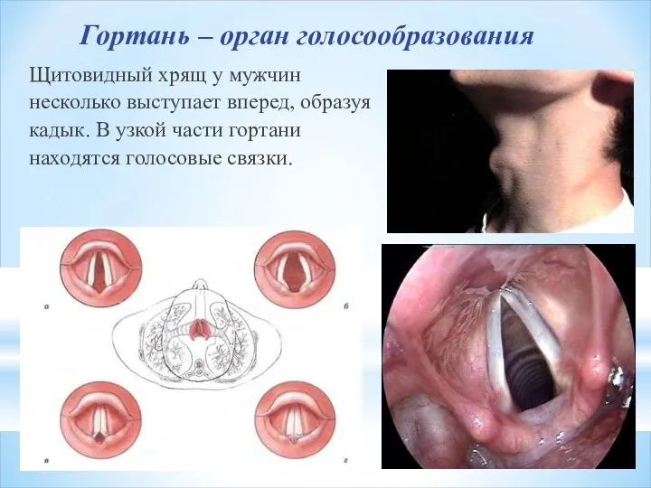 Гортань – орган голосообразования Щитовидный хрящ у мужчин несколько выступает
