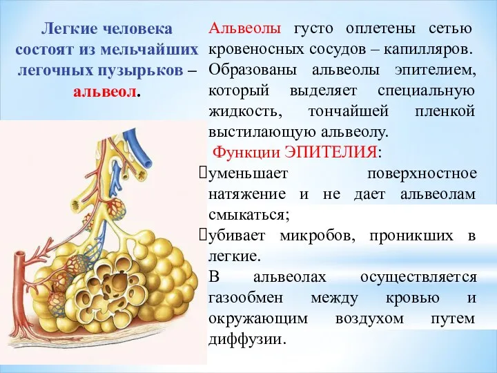 Легкие человека состоят из мельчайших легочных пузырьков – альвеол. Альвеолы