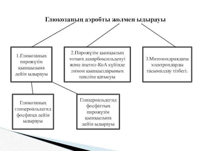 Глюкозаның аэробты жолмен ыдырауы 1.Глюкозаның пирожүзім қышқылына дейін ыдырауы 2.Пирожүзім қышқылың тотыға декарбоксильденуі