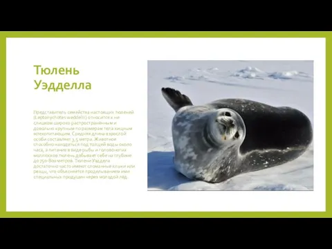 Тюлень Уэдделла Представитель семейства настоящих тюленей (Leptonychotes weddellii) относится к