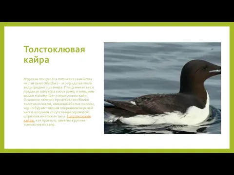 Толстоклювая кайра Морская птица (Uria lomvia) из семейства чистиковых (Alcidae)