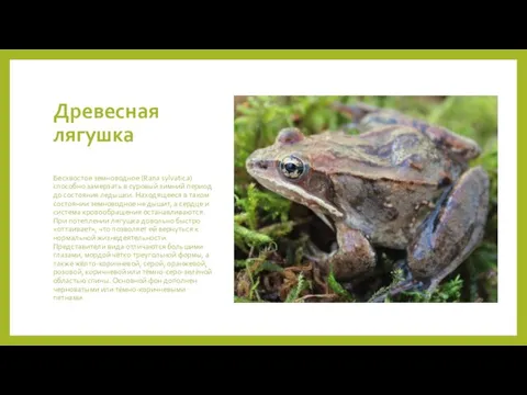 Древесная лягушка Бесхвостое земноводное (Rana sylvatica) способно замерзать в суровый