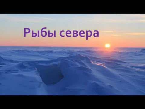 Рыбы севера