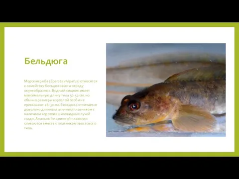 Бельдюга Морская рыба (Zoarces viviparus) относится к семейству бельдюговых и