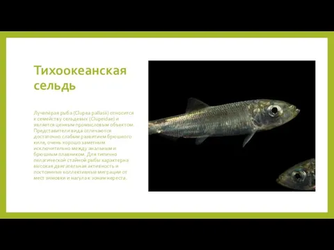 Тихоокеанская сельдь Лучепёрая рыба (Clupea pallasii) относится к семейству сельдевых