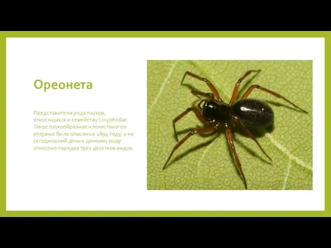 Ореонета Представители рода пауков, относящихся к семейству Linyphiidae. Такое паукообразное