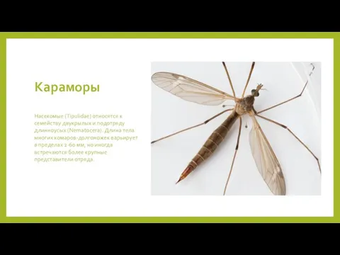 Караморы Насекомые (Tipulidae) относятся к семейству двукрылых и подотряду длинноусых