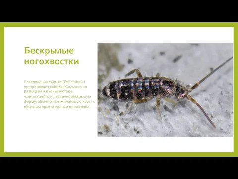 Бескрылые ногохвостки Северное насекомое (Collembola) представляет собой небольшое по размерам