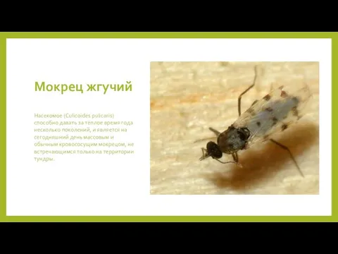 Мокрец жгучий Насекомое (Culicoides pulicaris) способно давать за тёплое время