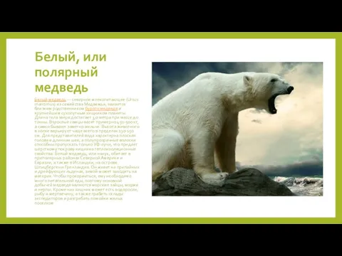 Белый, или полярный медведь Белый медведь — северное млекопитающее (Ursus