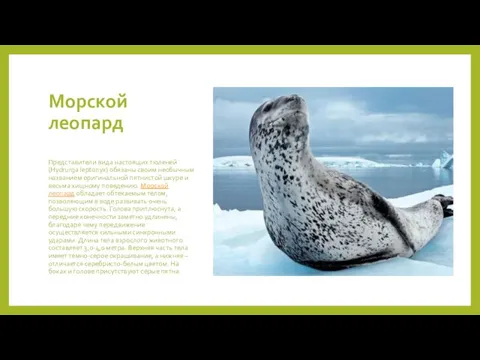 Морской леопард Представители вида настоящих тюленей (Hydrurga leptonyx) обязаны своим