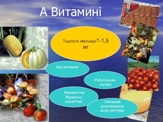 А Витамині Тәуліктік мөлшері1-1,5 мг Родопсиннің түзілуі Ферменттер Жұмысын күшейтеді Эпителий ұлпаларының өсуін реттейді Өсу витамині