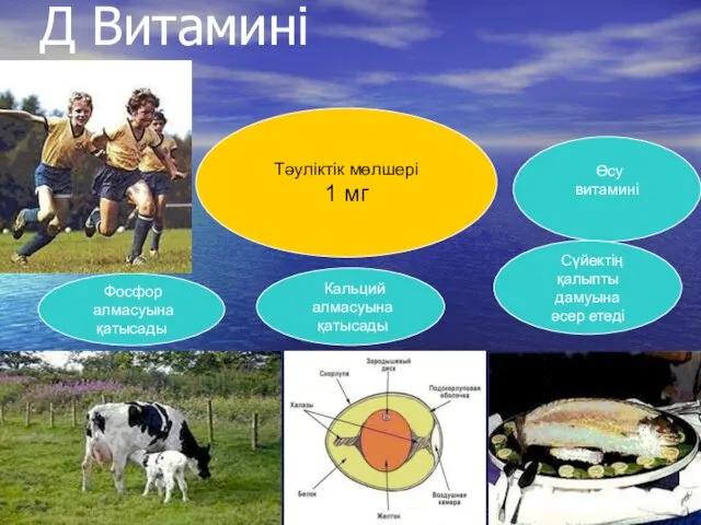 Д Витамині Тәуліктік мөлшері 1 мг Кальций алмасуына қатысады Өсу