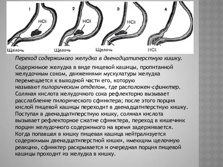 Переход содержимого желудка в двенадцатиперстную кишку. Содержимое желудка в виде