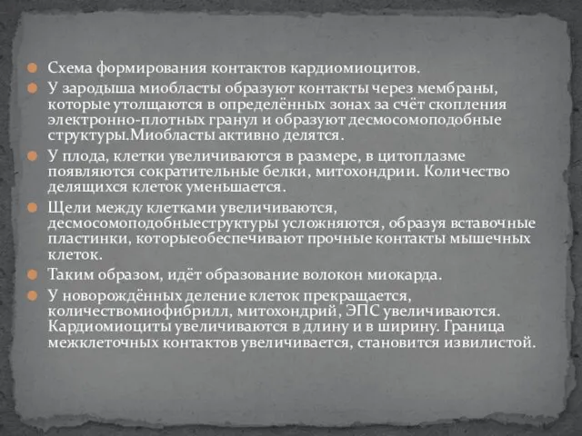 Схема формирования контактов кардиомиоцитов. У зародыша миобласты образуют контакты через