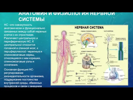 АНАТОМИЯ И ФИЗИОЛОГИЯ НЕРВНОЙ СИСТЕМЫ НС –это совокупность анатомически и