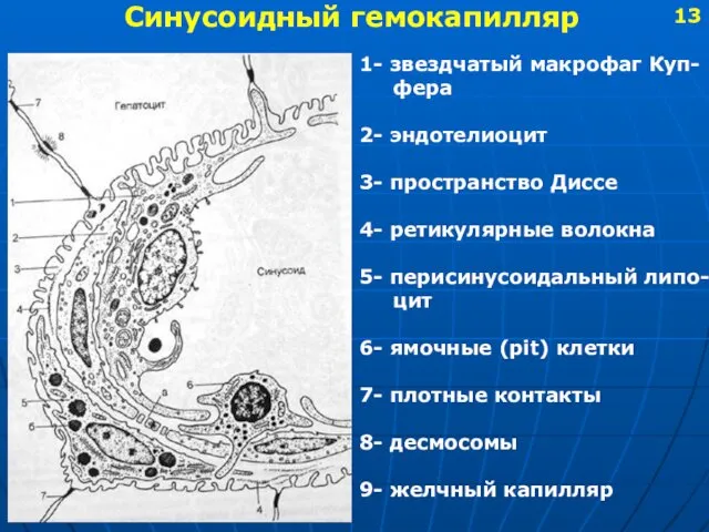 Синусоидный гемокапилляр 1- звездчатый макрофаг Куп- фера 2- эндотелиоцит 3-