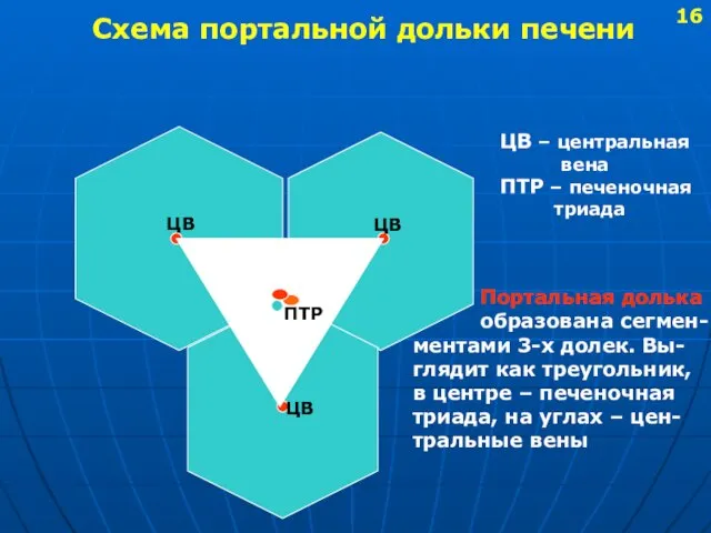 Схема портальной дольки печени ПТР ЦВ ЦВ ЦВ ЦВ –